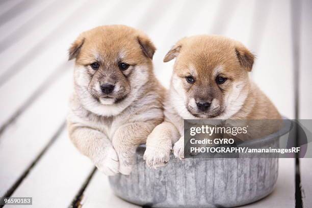 shiba inu puppies in aluminum tub - inu stock pictures, royalty-free photos & images