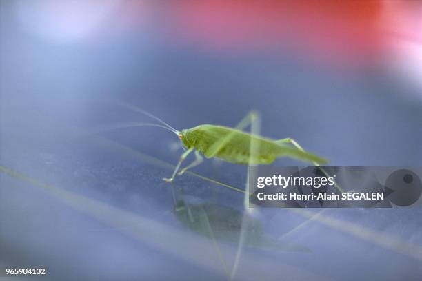 Grande sauterelle verte, dite commune : Tettigonia viridissima, de sexe m??le, Insecte essentiellement carnivore photographi?? en septembre au Maroc,...