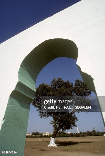 Chene liege sacre vu par la porte d un marabout a kenitra Morocco Urban Landscape.