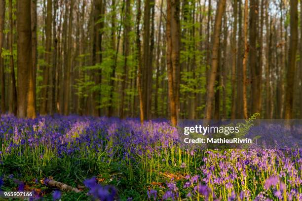 hallerbos, the dreamy blue forest - waterloo - iowa imagens e fotografias de stock