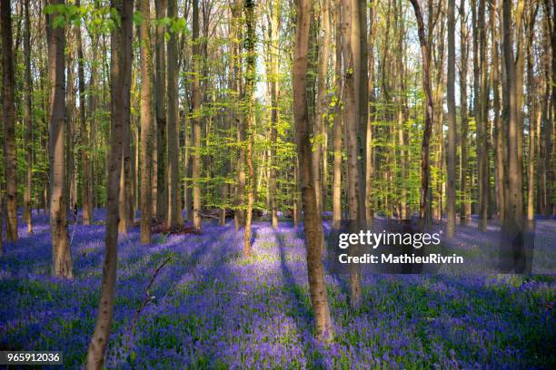 hallerbos, the dreamy blue forest - waterloo - iowa imagens e fotografias de stock