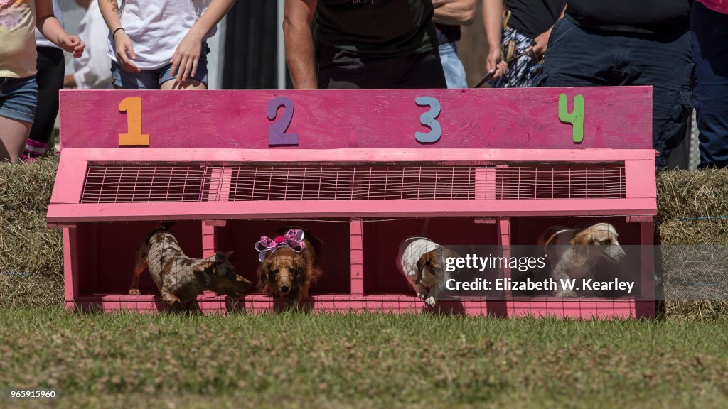 Dachshund Race