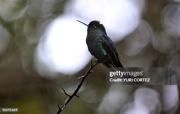 Humming bird is seen at the Poas Volcano National Park in Alajuela, some 40 kilometers from San Jose, on February 11, 2010. Poas Volcano National...