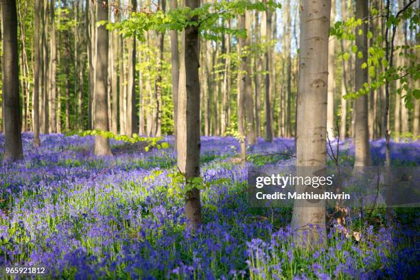 hallerbos, the dreamy blue forest - waterloo - iowa imagens e fotografias de stock