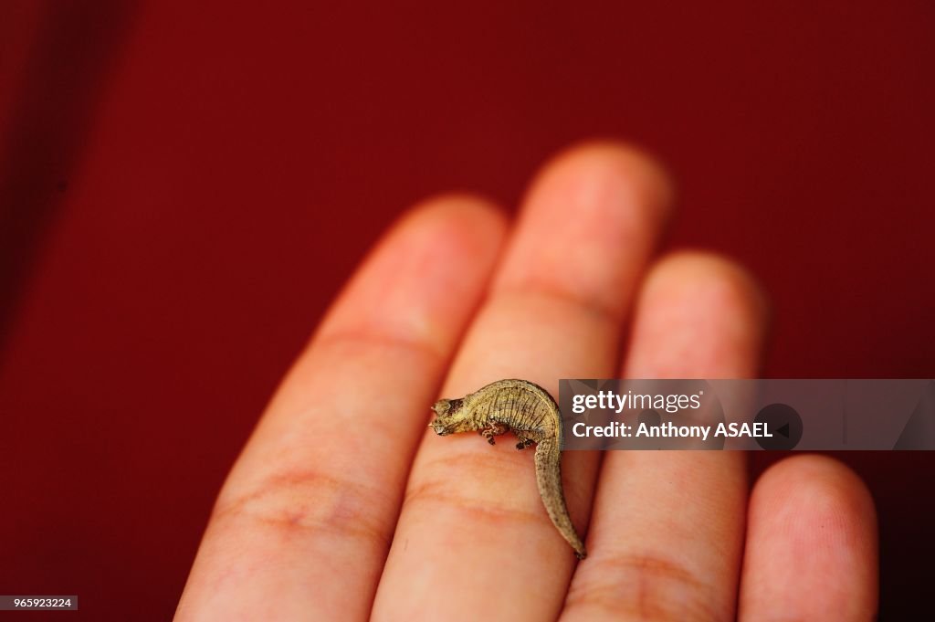 Madagascar, Montagne d'Ambre, Brookesia minima, the smallest chameleon in the world