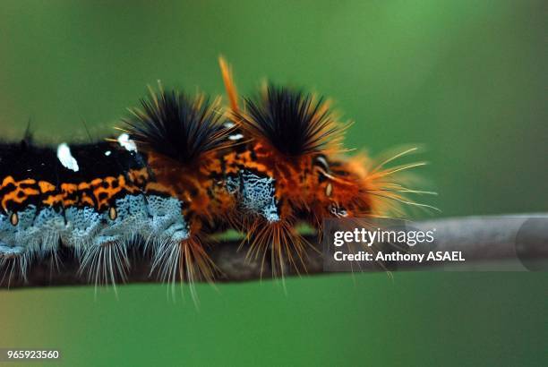 Madagascar, National Park of Ankarafantsika, close-up on moth caterpillar , Lasiocampidae.