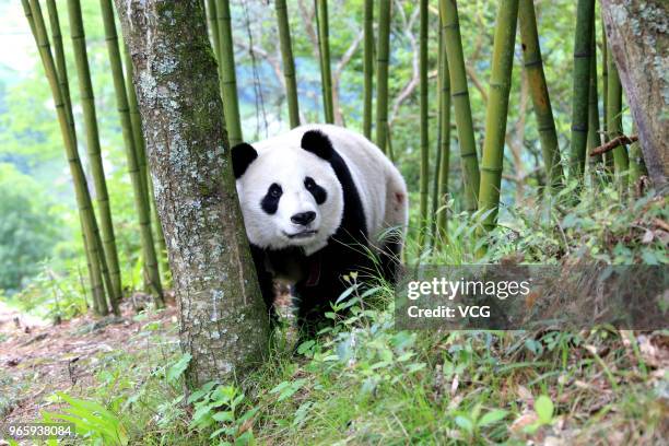 Giant panda Zhen Zhen wanders around a forest while villagers were repairing a road at Jinbo Village on May 31, 2018 in Wenchuan, Sichuan Province of...