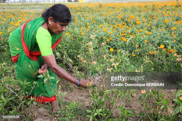 Femme cueillant des fleurs dans un champ approvisionnant les marchés aux fleurs de la région de Mysore, Inde du Sud.