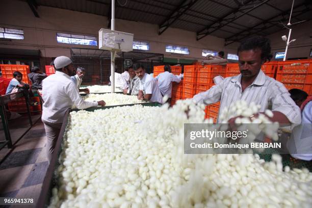 Marché de cocons de vers à soie, 24 décembre 2015, village de Ramanagara, Karnataka, Inde du Sud.