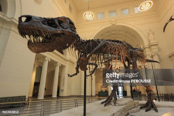 America;United States;Illinois state;Chicago;Field museum, Tyrannosaurus Rex skeleton.