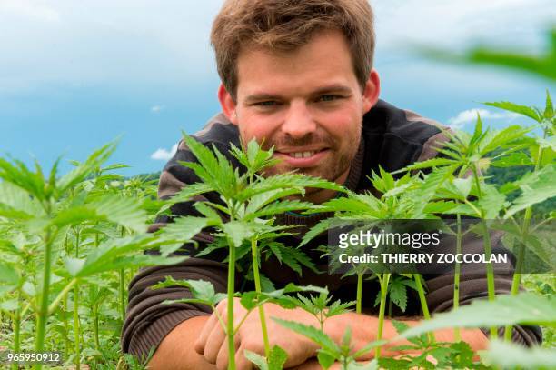 Marien Sablery, an agricultor cultivating organic hemp on 25 hectares, poses in his field in Evaux les Bains, Creuse region, on May 31, 2018. -...