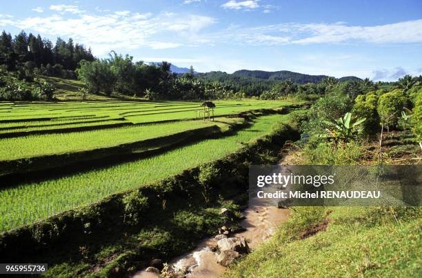 Le pays Toraja se situe au centre de Sulawesi . C est une region montagneuse dont les habitants, les Toradjas, ont conserve leurs traditions...