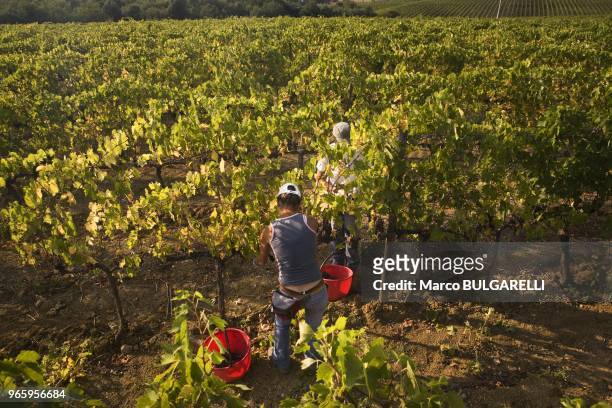 Grape pickers work in the vineyard Col D' Orcia of Brunello di Montalcino on September 27, 2011 in Montalcino, Italy. The harvest, carried out...