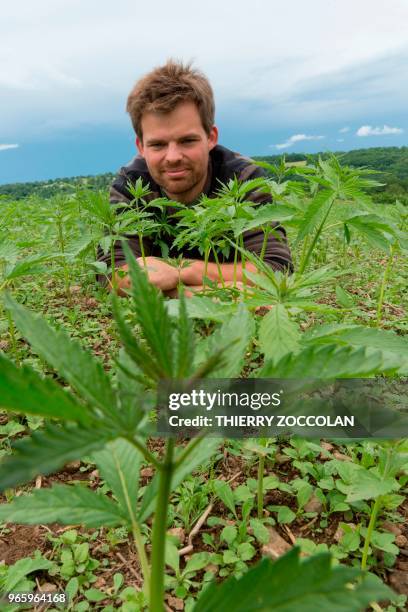 Marien Sablery, an agricultor cultivating organic hemp on 25 hectares, poses in his field in Evaux les Bains, Creuse region, on May 31, 2018. -...