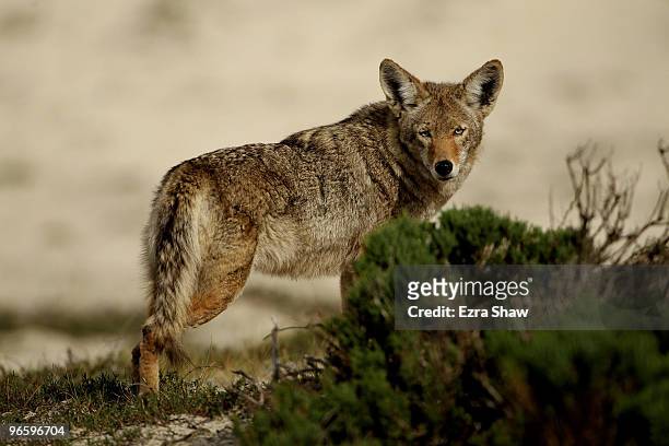 Coyote walks through the sand dunes during the first round of the AT&T Pebble Beach National Pro-Am at at the Spyglass Hill Golf Course on February...