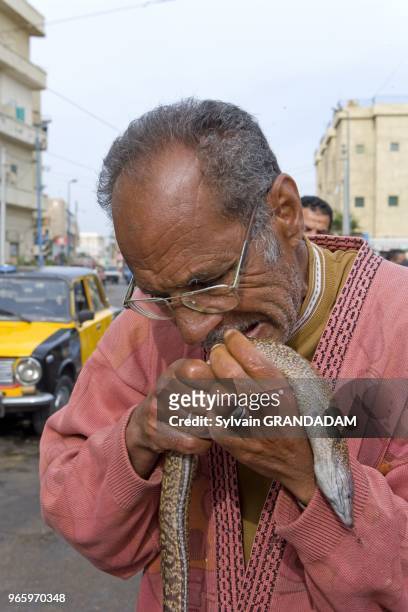 Fisherman removing Murays skin. Fish Market along the sea side Corniche, City of Alexandria, Egypt.