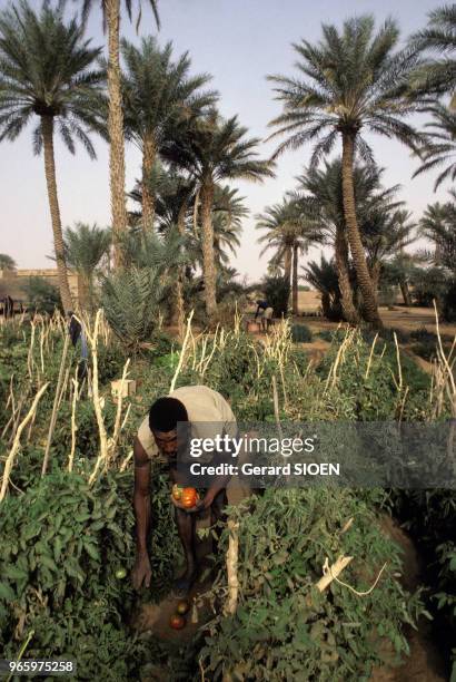 Un jardinier récolte des tomates dans un jardin d'Aïoun el Atrouss en Mauritanie le 16 mars 1984.