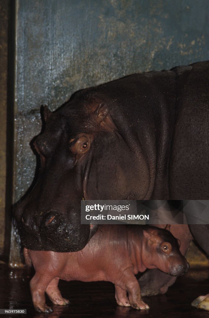 Hippopotames du zoo de Vincennes