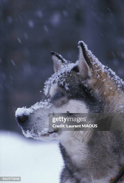 Chien husky pendant une course de chiens de traineaux en France, le 31 janvier 1988.