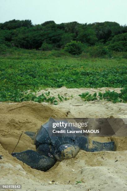 Tortue de mer sur une plage en Guyane française, le 18 mai 1984.