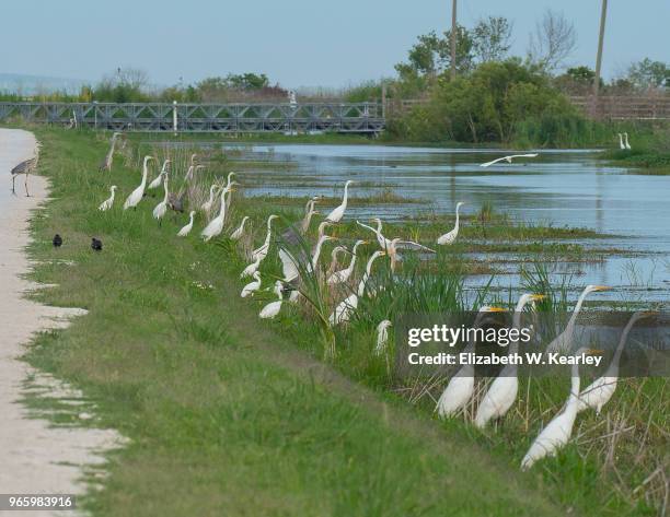 flock of birds by the water - national wildlife reserve stock pictures, royalty-free photos & images