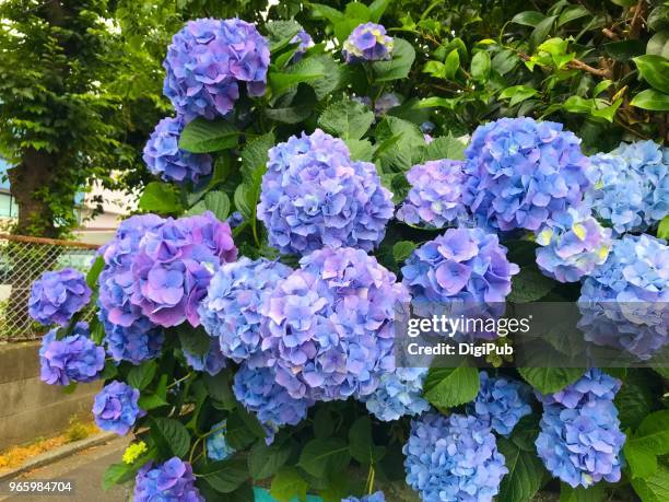 blue hydrangea in bloom on the roadside - アジサイ ストックフォトと画像