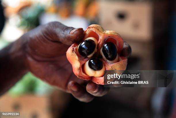 Ackee or Akee is the national fruit in Jamaica on December 27, 2011 in Port Antonio, Jamaica.