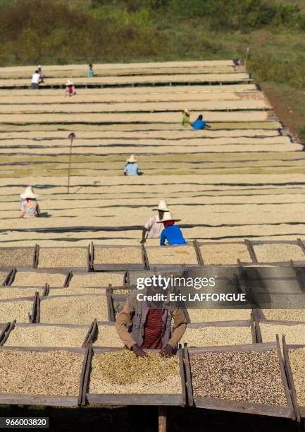 Traitement du café par voie humide, près de la ville de Jimma, Ethiopie.