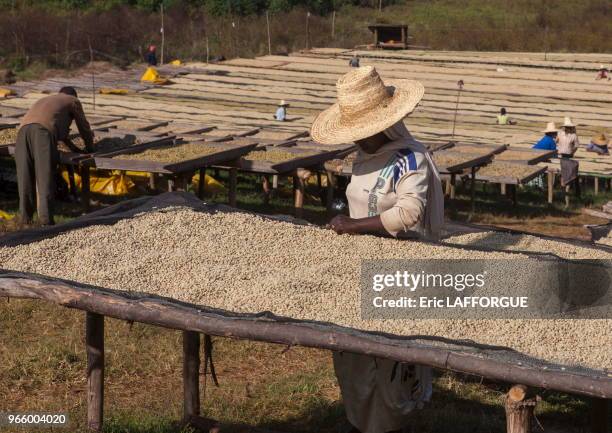 Traitement du café par voie humide, près de la ville de Jimma, Ethiopie.