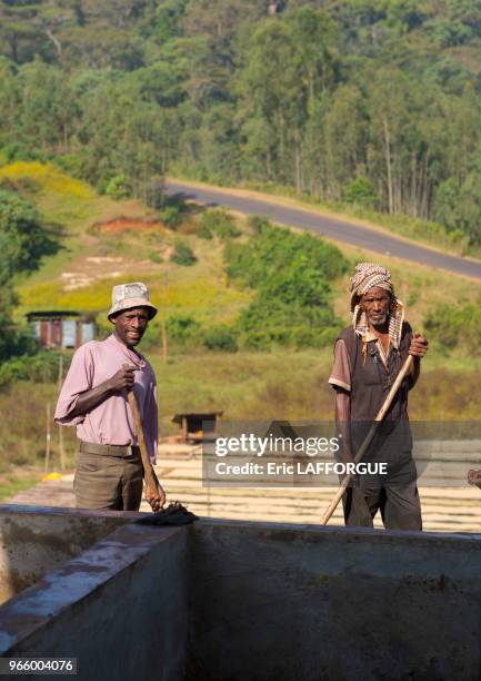 Traitement du café par voie humide, près de la ville de Jimma, Ethiopie.