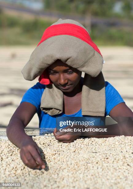 Traitement du café par voie humide, près de la ville de Jimma, Ethiopie.