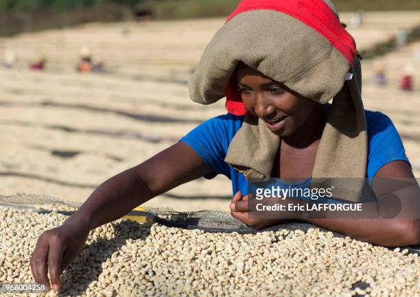 Traitement du café par voie humide, près de la ville de Jimma, Ethiopie.