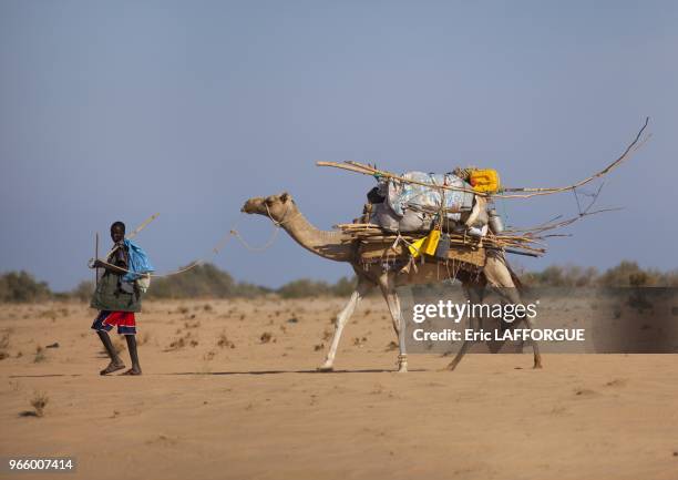 Man Moving Aqal Soomaali Somali hut On Back of Camel In Desert Somaliland.