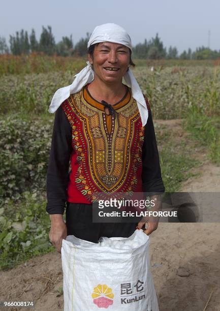 Femme ouighour travaillant dans une plantation de coton, le 17 septembre 2013 a Hotan, Chine. De nombreux emplois sont de facto reserves aux Hans,...