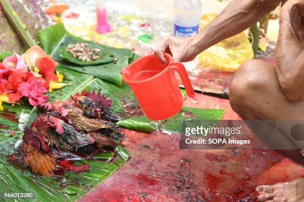 Heads of slaughtered chicken are seen during the Garia Puja festival in Agartala. Idian Hindu priest sacrifice chickens and doing a ritual in front...