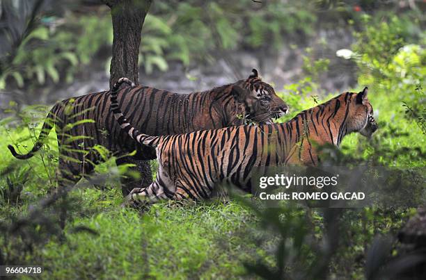 Pair of endangered Sumatran tigers named "Sambeng" and "Trenggani" roams inside their enclosure at Ragunan Zoo in Jakarta on February 12, 2010....