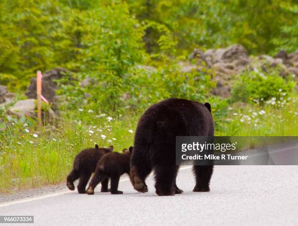 black bear and cubs walking away. - omnivorous stock pictures, royalty-free photos & images