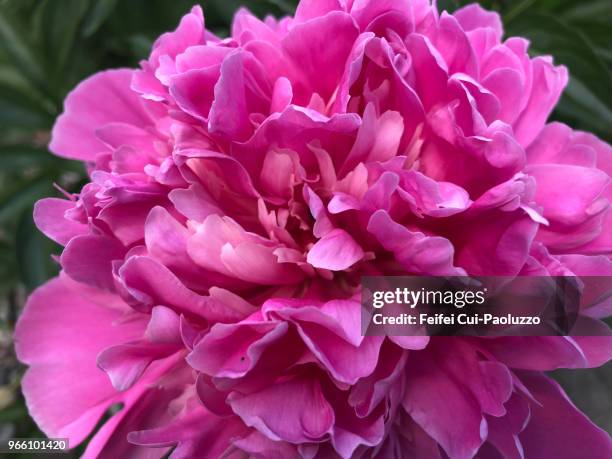 close-up of a pink peony flower - paeonia suffruticosa stock pictures, royalty-free photos & images