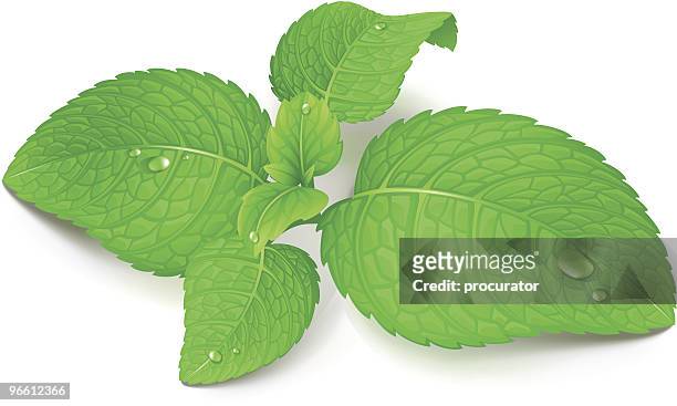 as - mint leaf culinary stock illustrations