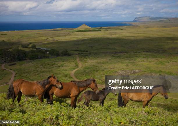 Rano Raraku is a volcanic crater formed of consolidated volcanic ash and located on the slopes of Terevaka in the Rapa Nui National Park, it was a...