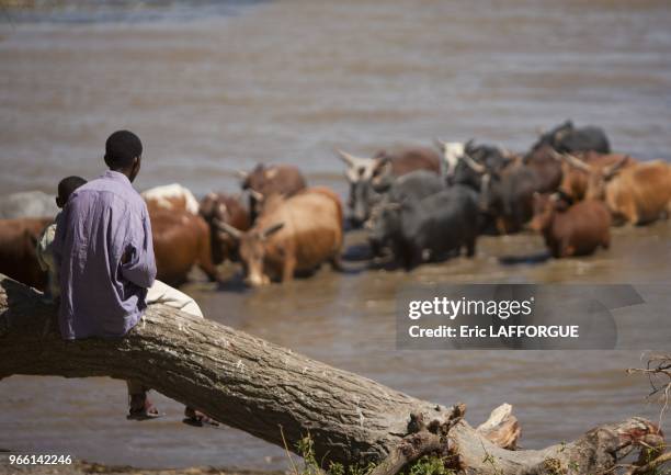 Rear view of a man watching the cattle crossing the zway lake, Ethiopia on January 14, 2012 in Ziway, Ethiopia.