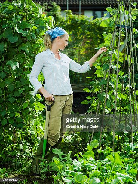 young female picking runner beans - runner beans stock pictures, royalty-free photos & images