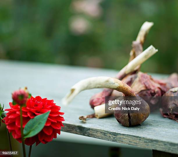 some onions and a red dahlia flower - onion family stock pictures, royalty-free photos & images