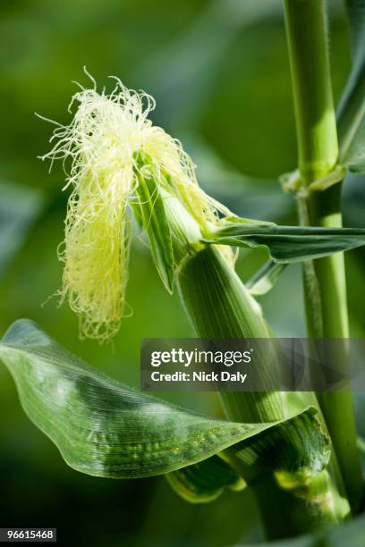 Unripe Corn Photos and Premium High Res Pictures - Getty Images