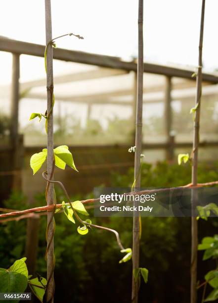runner bean stems - string beans stock pictures, royalty-free photos & images