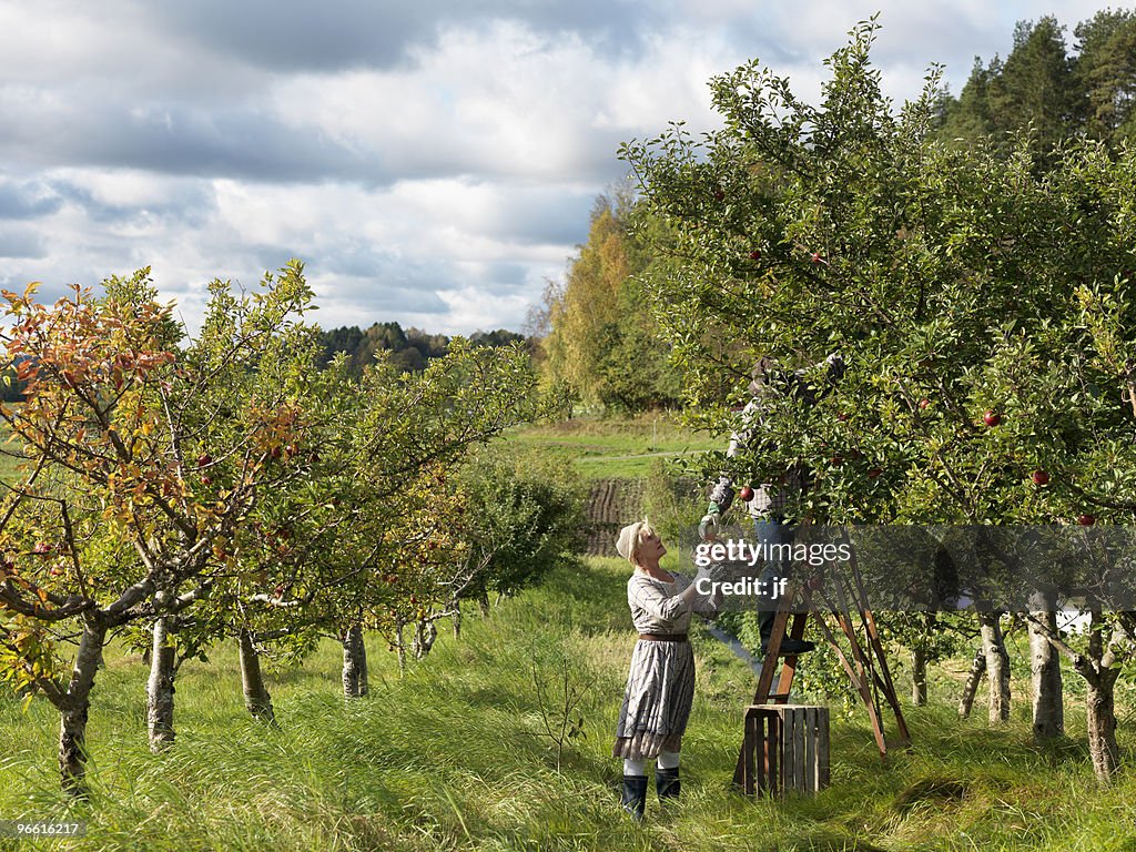 Mature couple picking apples