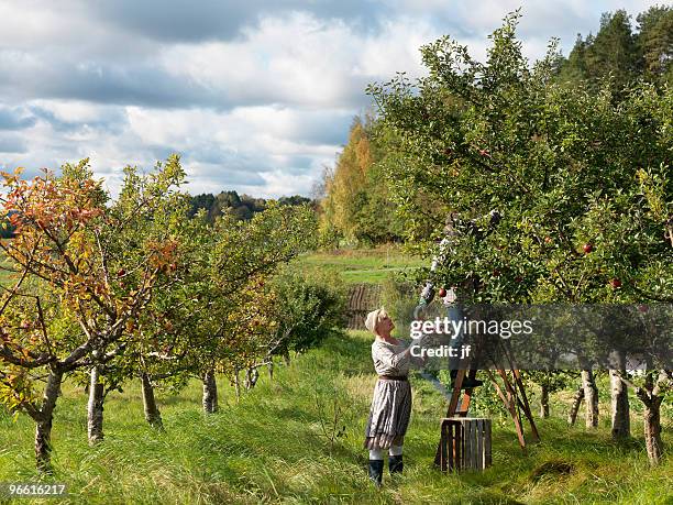 mature couple picking apples - orchard 個照片及圖片檔