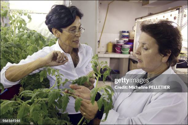 Zohra Ben Lakdhar, professor in physics, laureate of the 2005 L'Oréal-UNESCO Award, at Tunis Sciences university, in the vegetal biology laboratory...