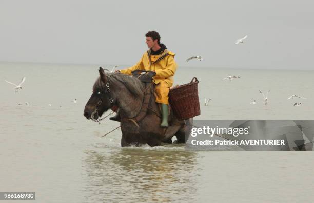 Pêcheurs à cheval. Classé en 2013 par l'UNESCO patrimoine culturel, la tradition de la pêche de la crevette à cheval date de plus de 500 ans, le 28...