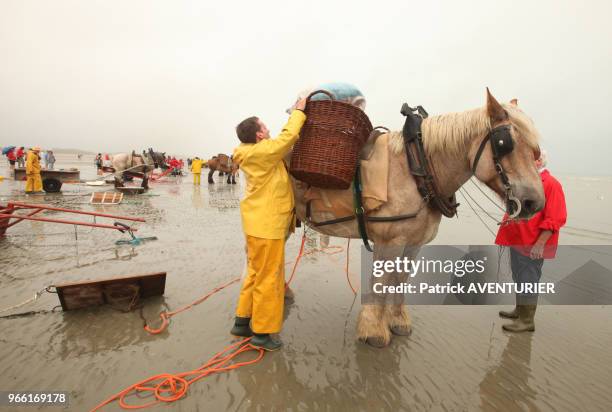 Pêcheurs à cheval. Classé en 2013 par l'UNESCO patrimoine culturel, la tradition de la pêche de la crevette à cheval date de plus de 500 ans, le 28...